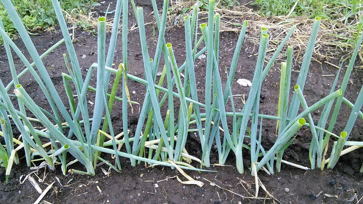 f:id:mouhatarakitakunai:20190816192946j:plain f:id:mouhatarakitakunai:20190816192946j:plain