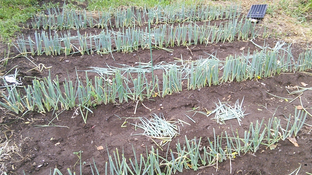 f:id:mouhatarakitakunai:20190816192954j:plain f:id:mouhatarakitakunai:20190816192954j:plain