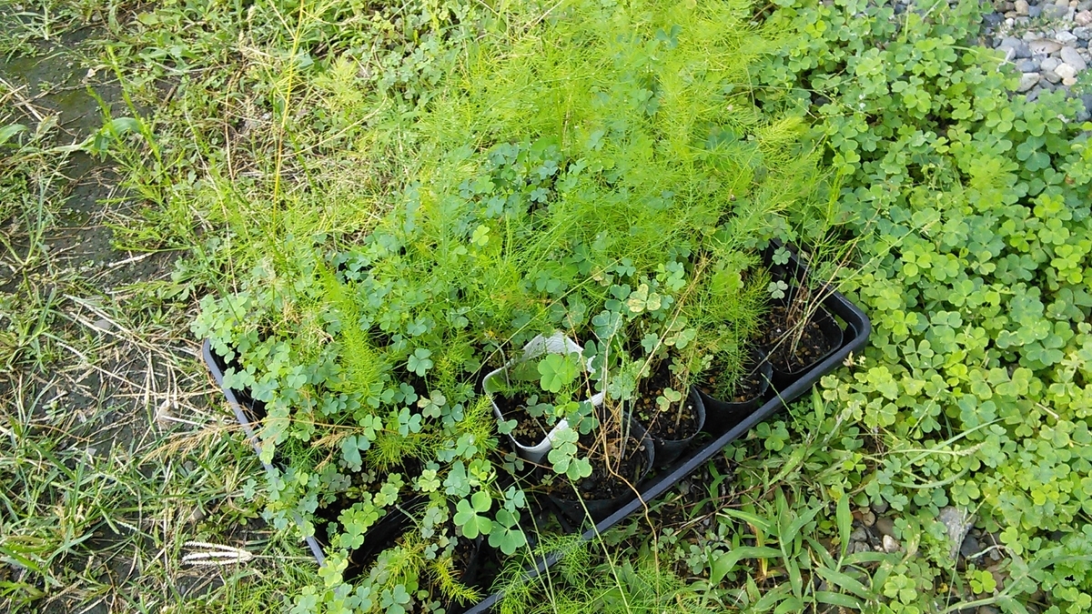 f:id:mouhatarakitakunai:20190816193003j:plain f:id:mouhatarakitakunai:20190816193003j:plain