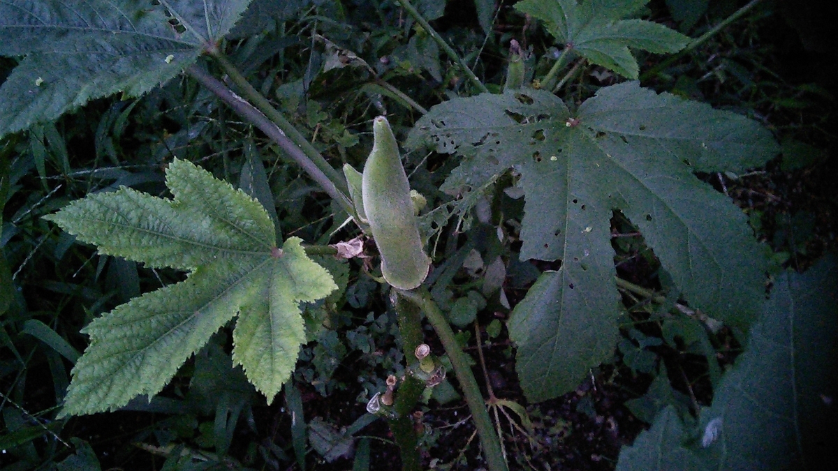 f:id:mouhatarakitakunai:20190816193010j:plain f:id:mouhatarakitakunai:20190816193010j:plain