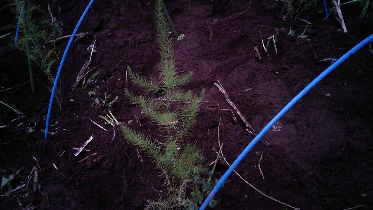 f:id:mouhatarakitakunai:20190816193027j:plain f:id:mouhatarakitakunai:20190816193027j:plain