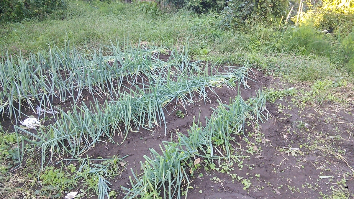 f:id:mouhatarakitakunai:20191013190626j:plain