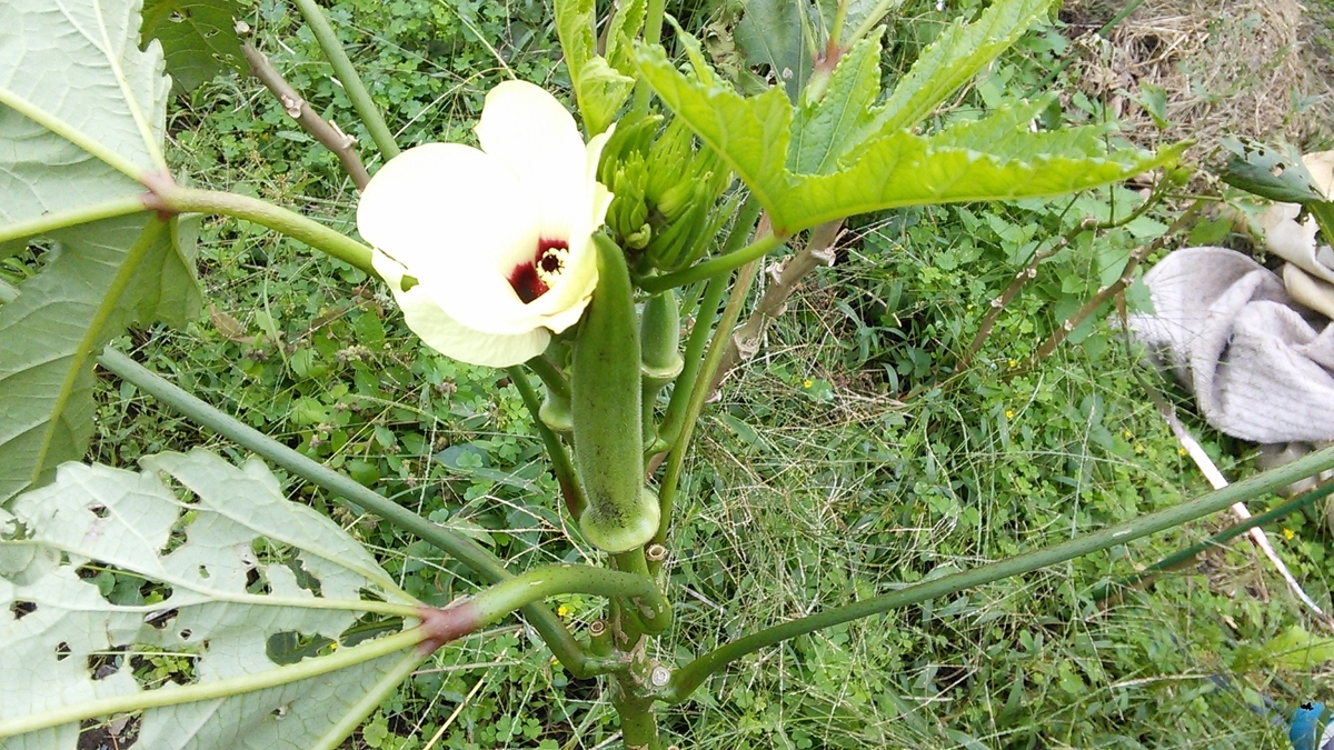 f:id:mouhatarakitakunai:20191014120739j:plain