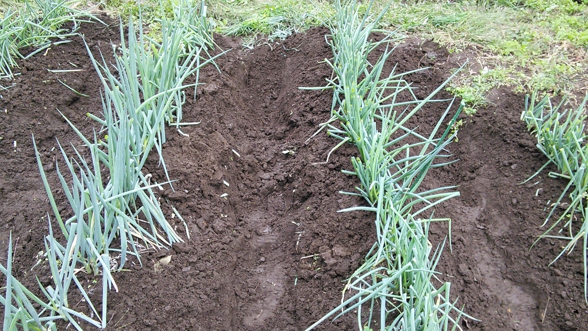 f:id:mouhatarakitakunai:20191014120801j:plain