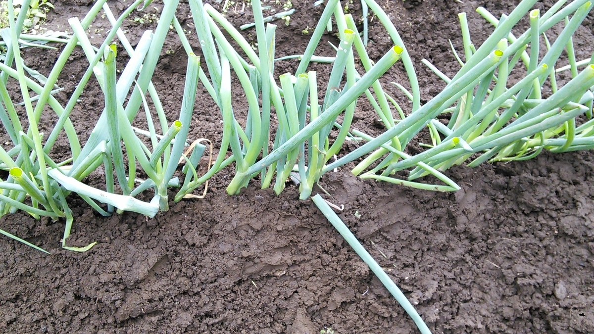 f:id:mouhatarakitakunai:20191014120806j:plain