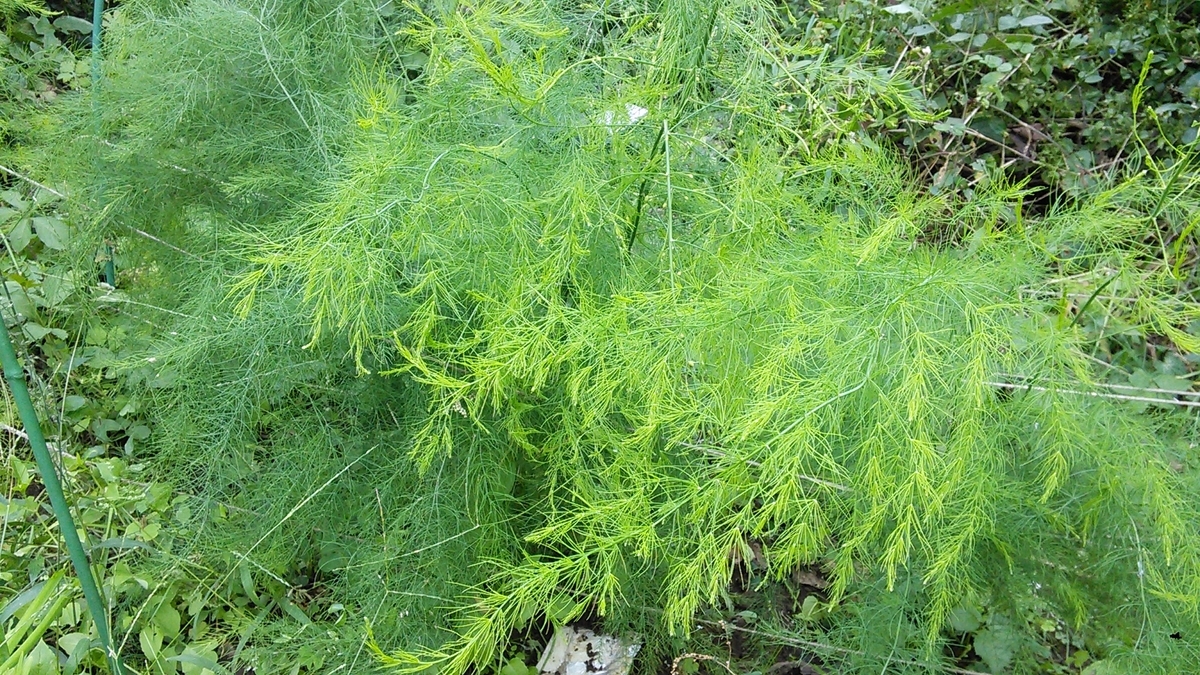 f:id:mouhatarakitakunai:20191014120834j:plain