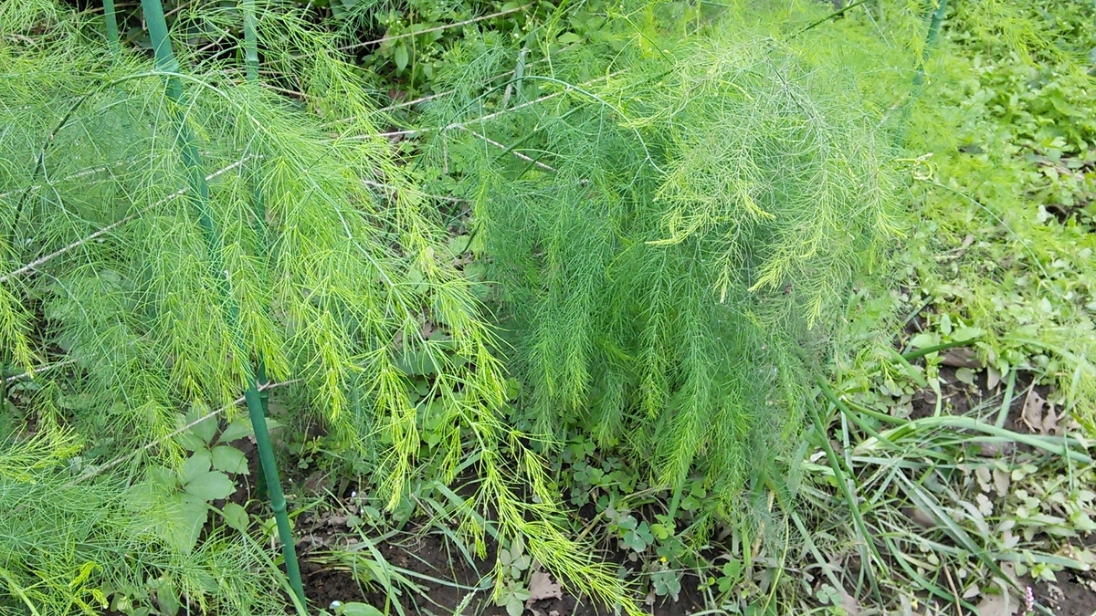 f:id:mouhatarakitakunai:20191014120839j:plain