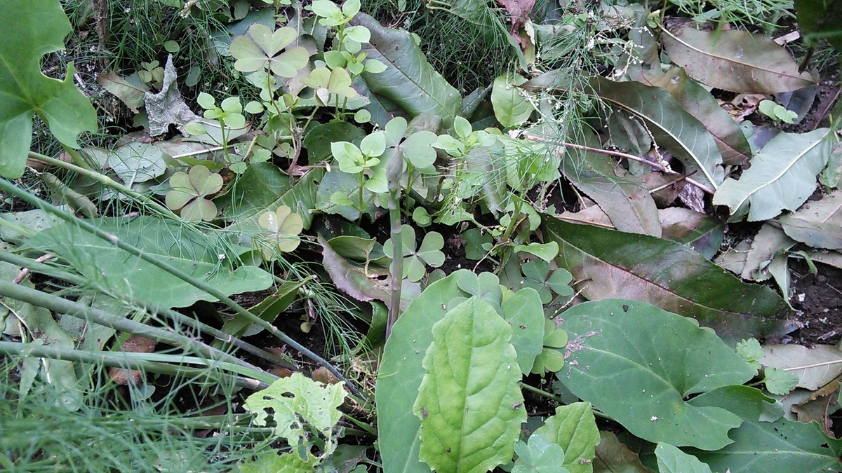 f:id:mouhatarakitakunai:20191014120903j:plain