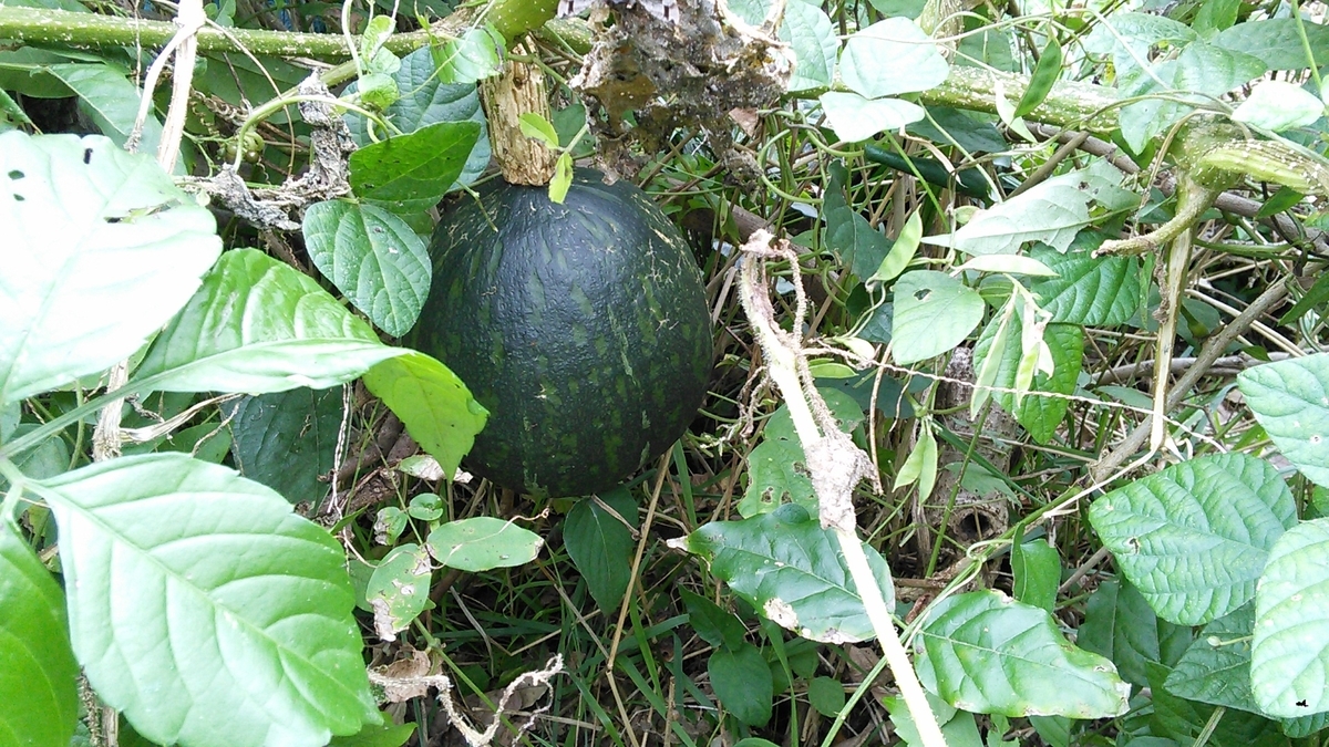 f:id:mouhatarakitakunai:20191014120916j:plain