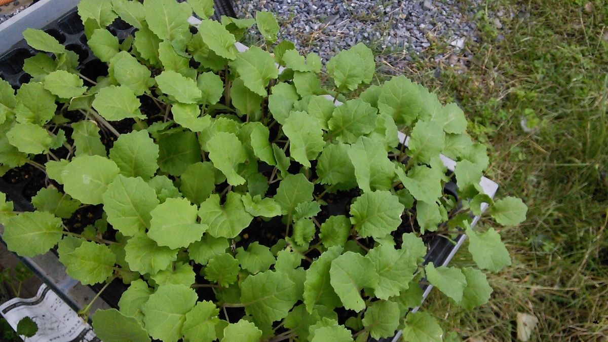 f:id:mouhatarakitakunai:20191014182046j:plain