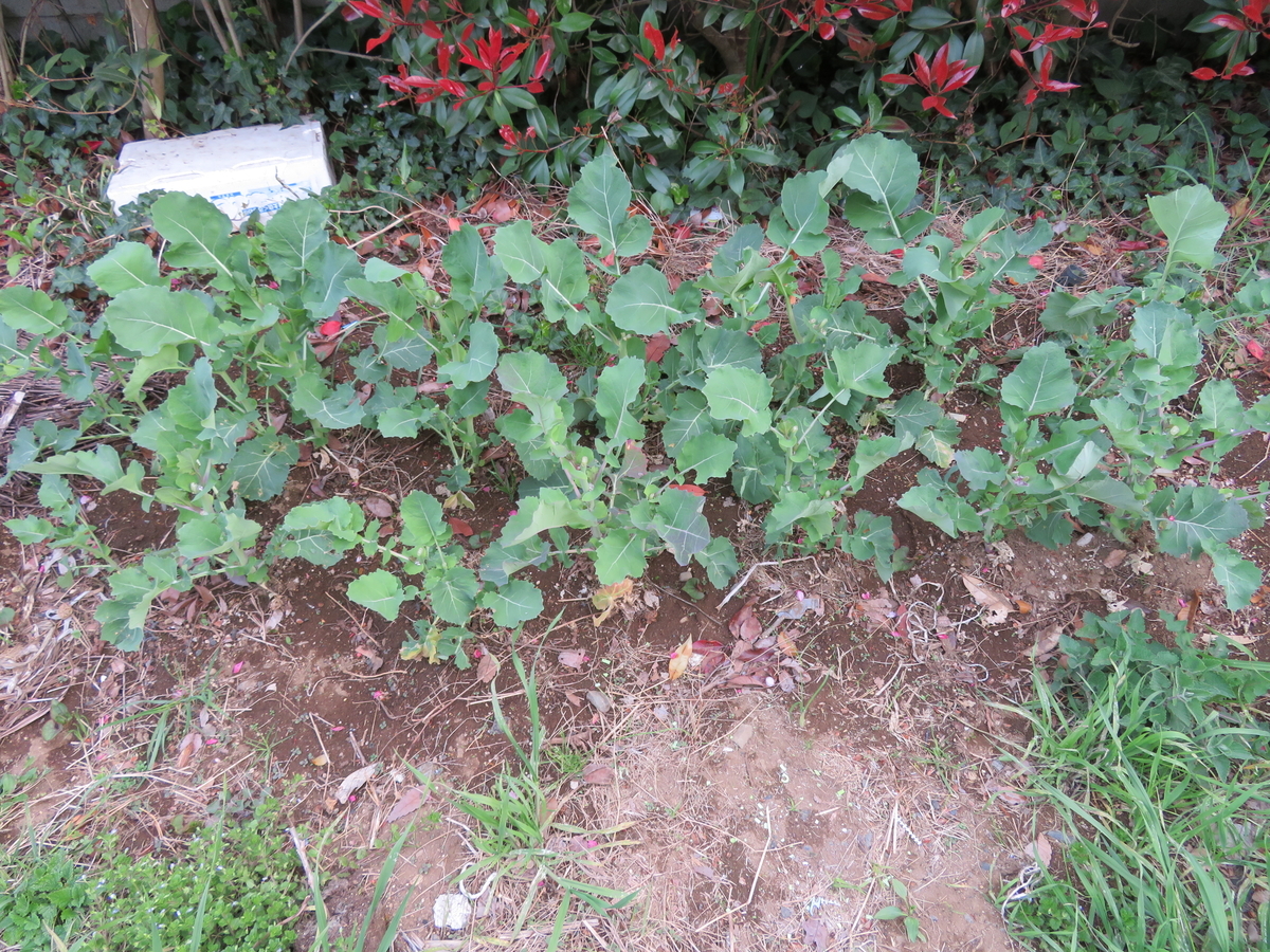 f:id:mouhatarakitakunai:20200419195503j:plain f:id:mouhatarakitakunai:20200419195503j:plain