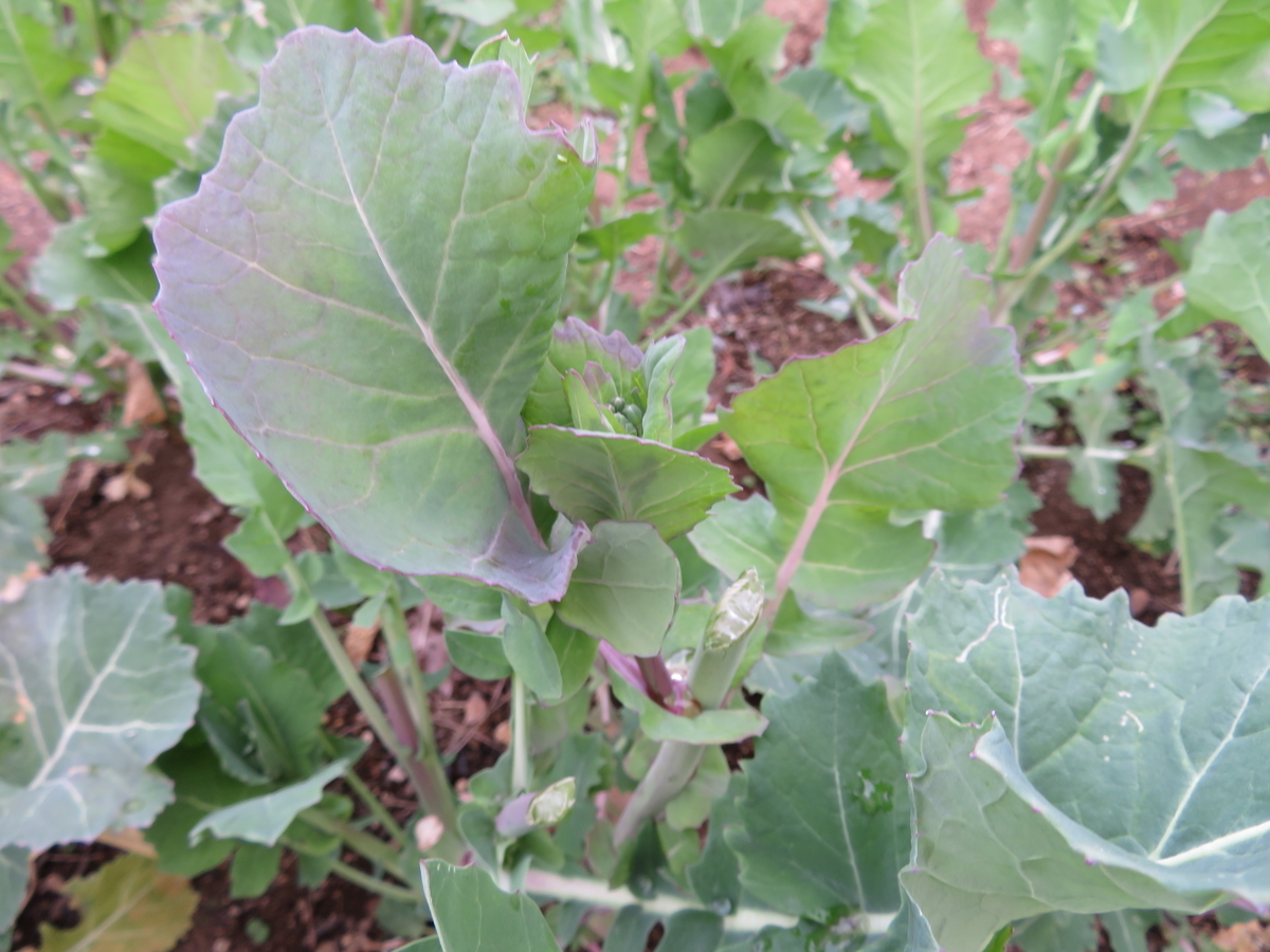 f:id:mouhatarakitakunai:20200419195520j:plain f:id:mouhatarakitakunai:20200419195520j:plain