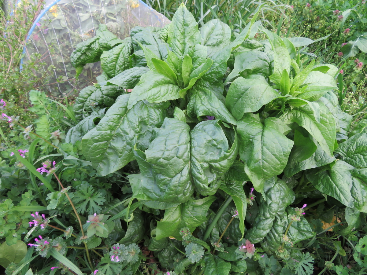 f:id:mouhatarakitakunai:20200419195536j:plain f:id:mouhatarakitakunai:20200419195536j:plain