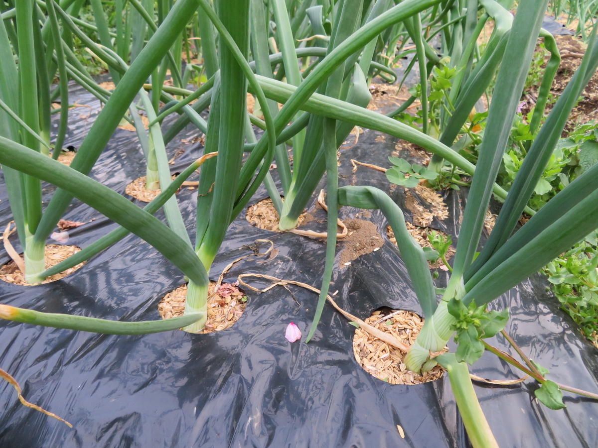 f:id:mouhatarakitakunai:20200419195629j:plain f:id:mouhatarakitakunai:20200419195629j:plain