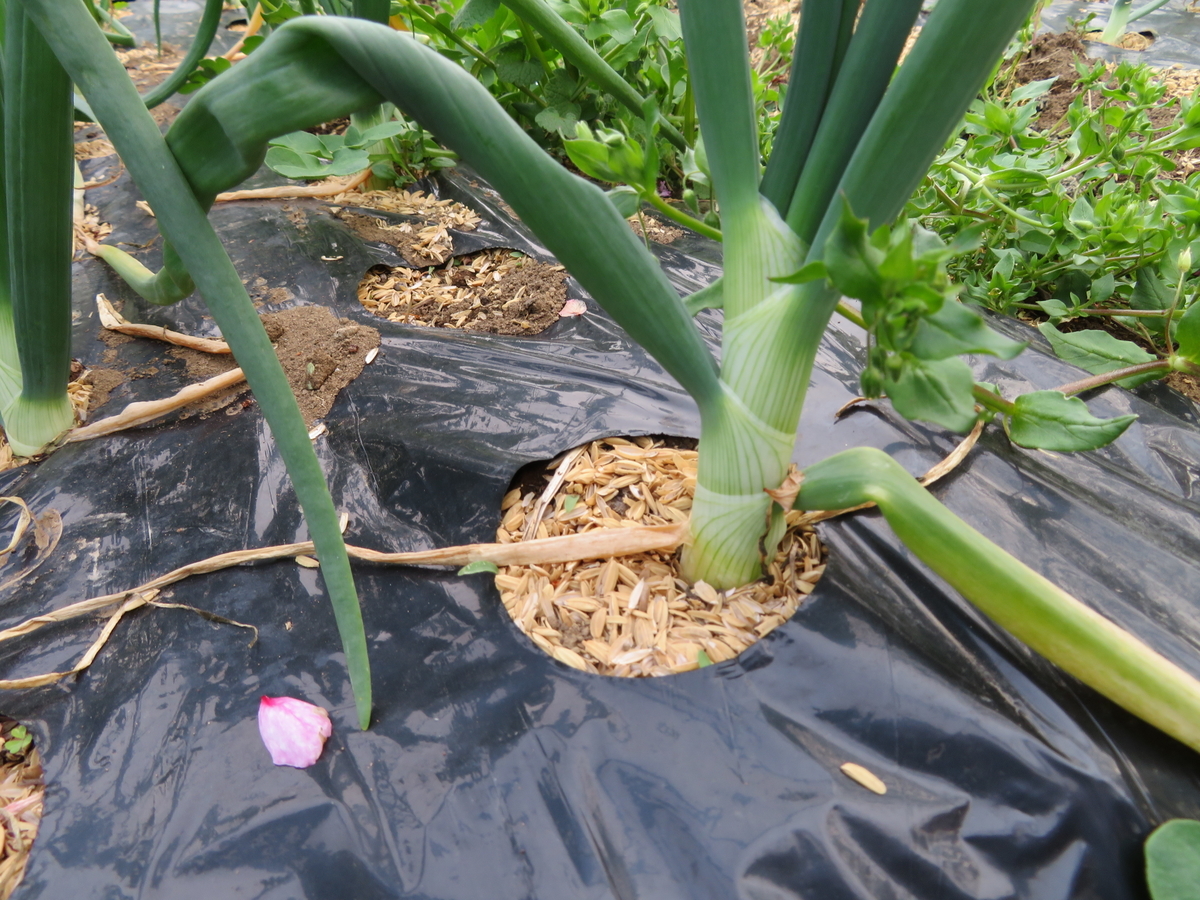 f:id:mouhatarakitakunai:20200419195648j:plain f:id:mouhatarakitakunai:20200419195648j:plain