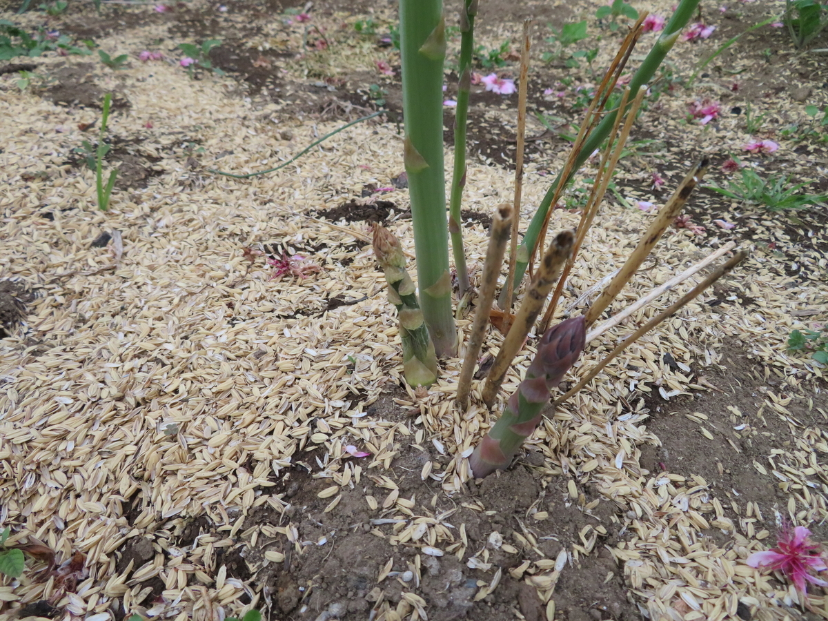 f:id:mouhatarakitakunai:20200419195728j:plain f:id:mouhatarakitakunai:20200419195728j:plain