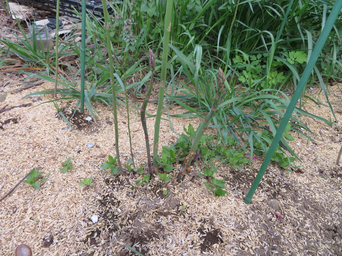 f:id:mouhatarakitakunai:20200419195814j:plain f:id:mouhatarakitakunai:20200419195814j:plain