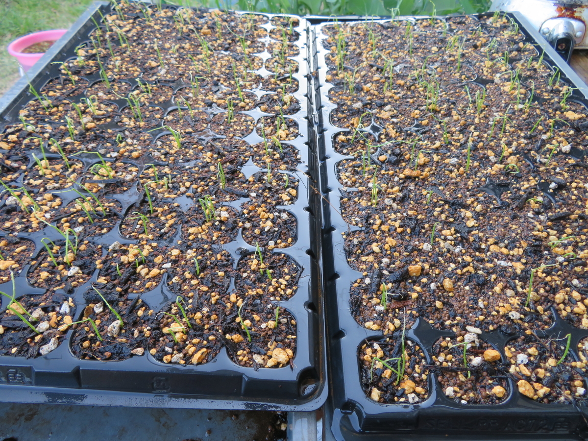 f:id:mouhatarakitakunai:20200426171350j:plain f:id:mouhatarakitakunai:20200426171350j:plain