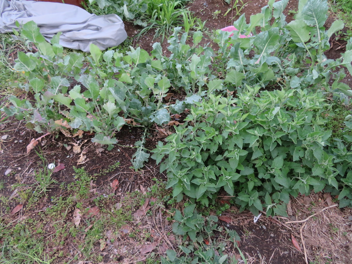 f:id:mouhatarakitakunai:20200426171424j:plain f:id:mouhatarakitakunai:20200426171424j:plain