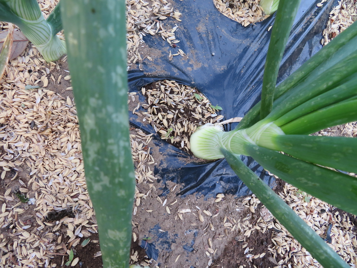 f:id:mouhatarakitakunai:20200426171458j:plain f:id:mouhatarakitakunai:20200426171458j:plain