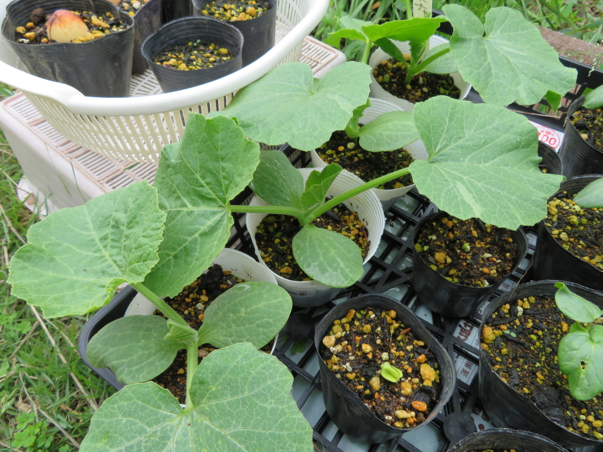 f:id:mouhatarakitakunai:20200523113256j:plain f:id:mouhatarakitakunai:20200523113256j:plain