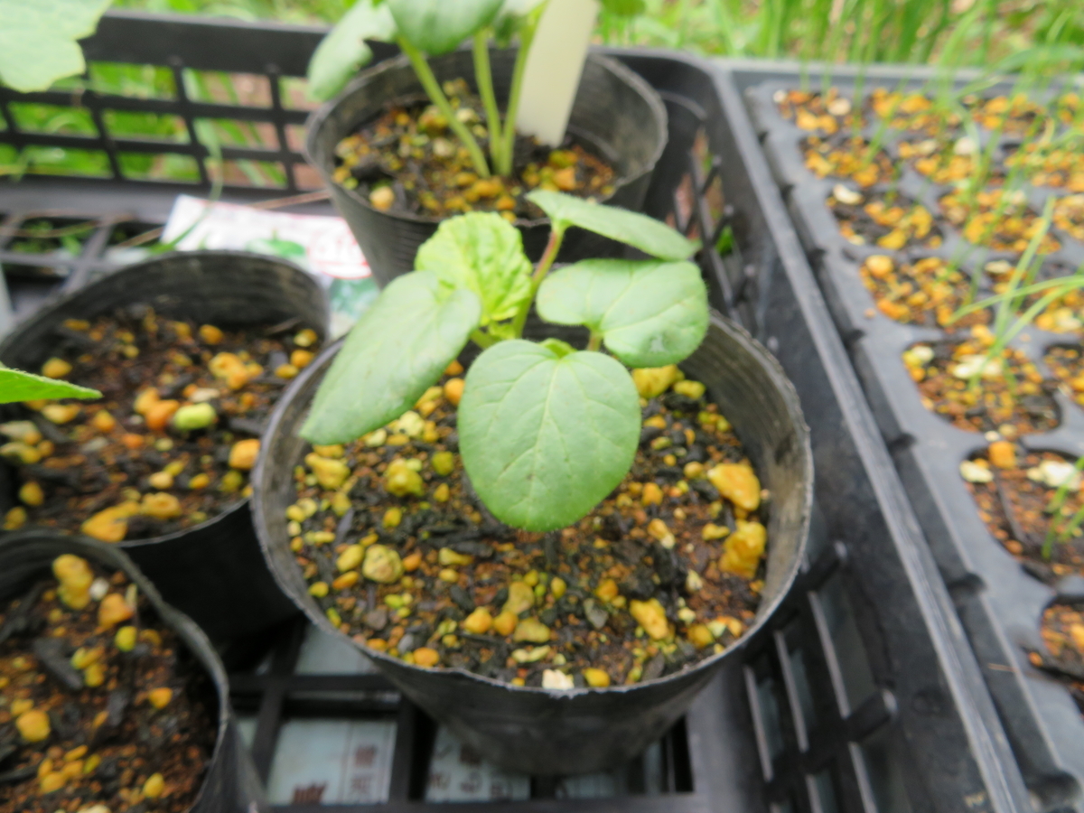 f:id:mouhatarakitakunai:20200523113310j:plain f:id:mouhatarakitakunai:20200523113310j:plain