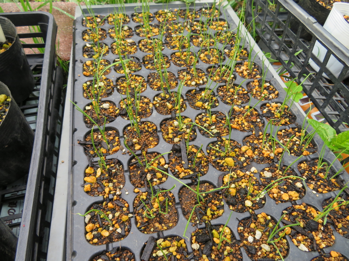 f:id:mouhatarakitakunai:20200523113327j:plain f:id:mouhatarakitakunai:20200523113327j:plain