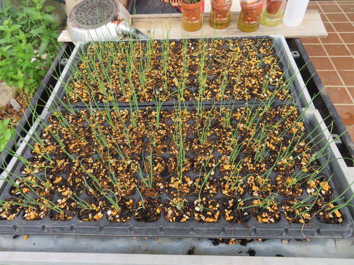 f:id:mouhatarakitakunai:20200523113342j:plain f:id:mouhatarakitakunai:20200523113342j:plain