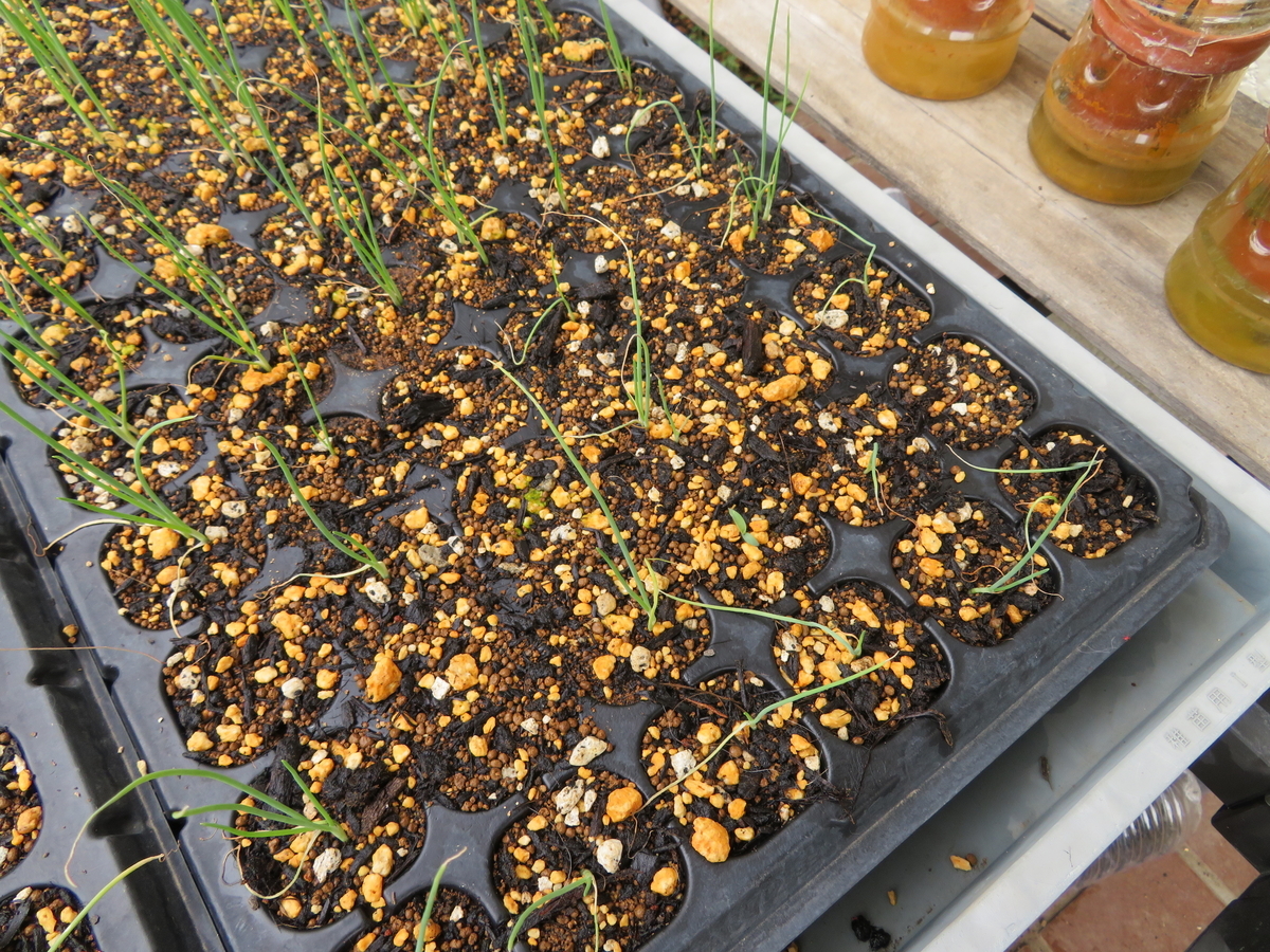 f:id:mouhatarakitakunai:20200523113357j:plain f:id:mouhatarakitakunai:20200523113357j:plain