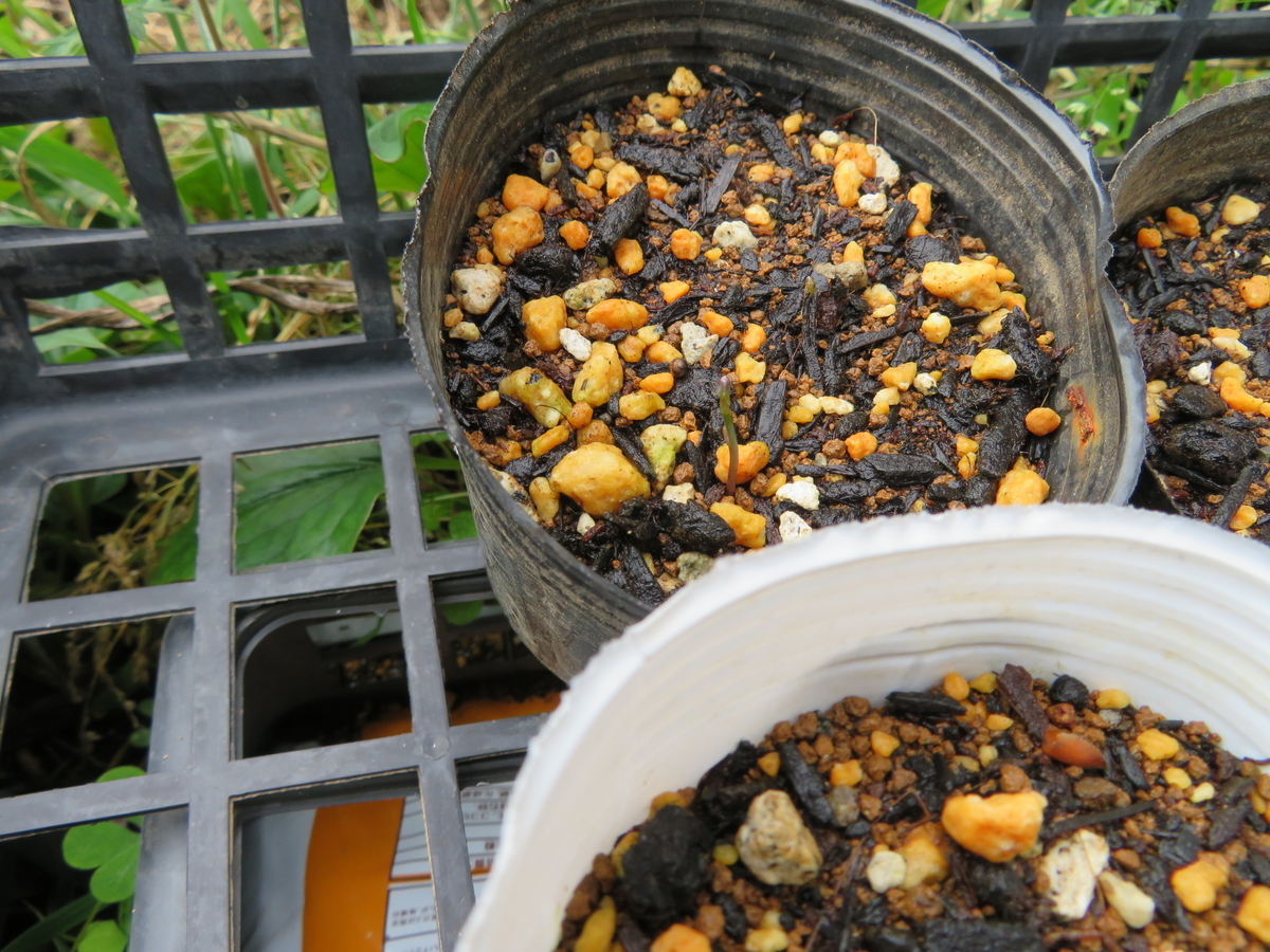 f:id:mouhatarakitakunai:20200523113416j:plain f:id:mouhatarakitakunai:20200523113416j:plain