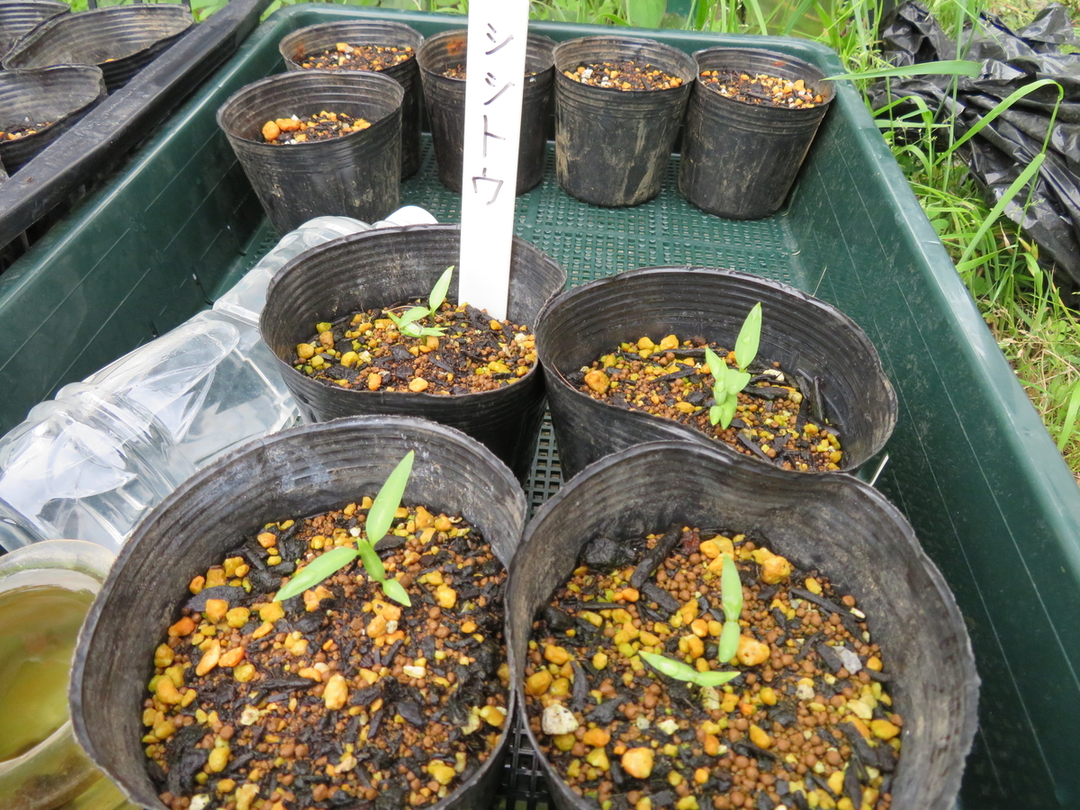 f:id:mouhatarakitakunai:20200523113431j:plain f:id:mouhatarakitakunai:20200523113431j:plain