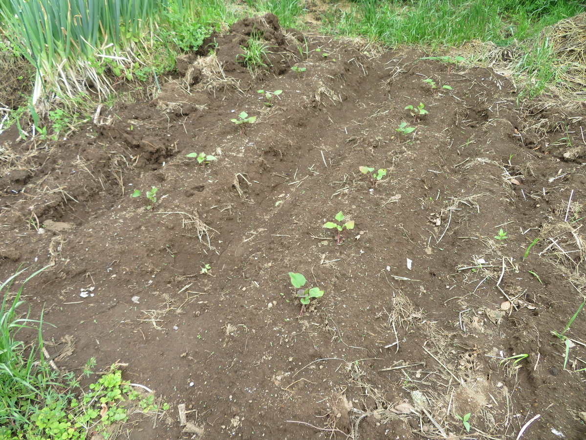 f:id:mouhatarakitakunai:20200523113448j:plain f:id:mouhatarakitakunai:20200523113448j:plain