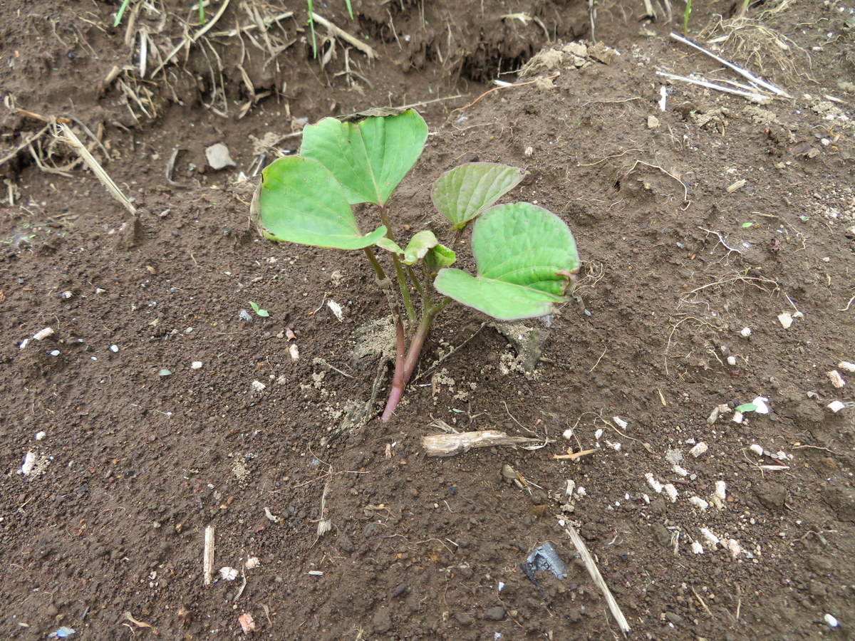 f:id:mouhatarakitakunai:20200523113505j:plain f:id:mouhatarakitakunai:20200523113505j:plain