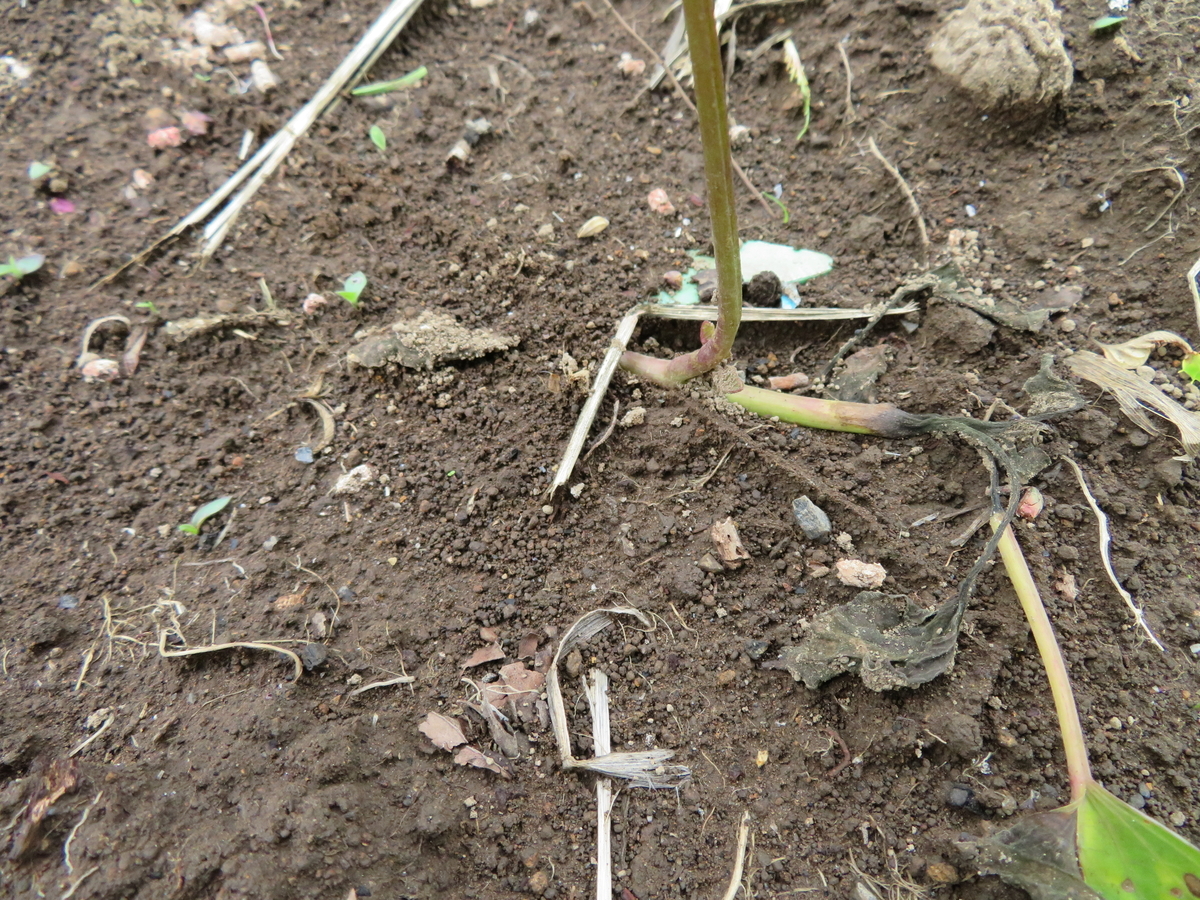 f:id:mouhatarakitakunai:20200523113520j:plain f:id:mouhatarakitakunai:20200523113520j:plain