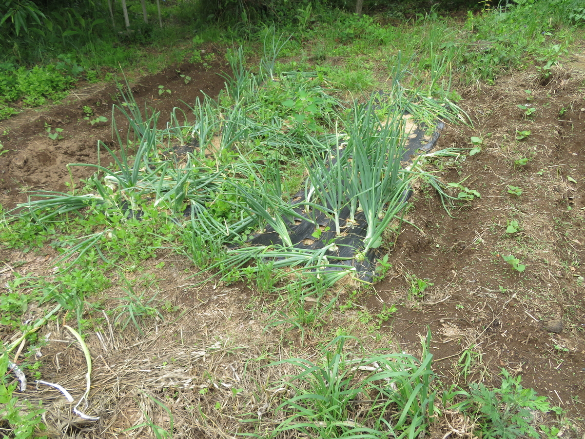 f:id:mouhatarakitakunai:20200523113613j:plain f:id:mouhatarakitakunai:20200523113613j:plain