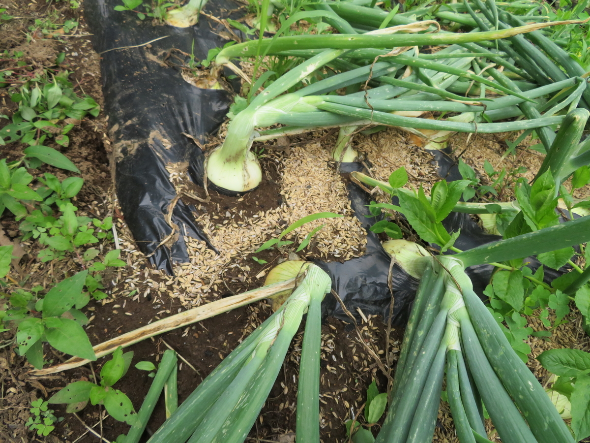 f:id:mouhatarakitakunai:20200523113630j:plain f:id:mouhatarakitakunai:20200523113630j:plain