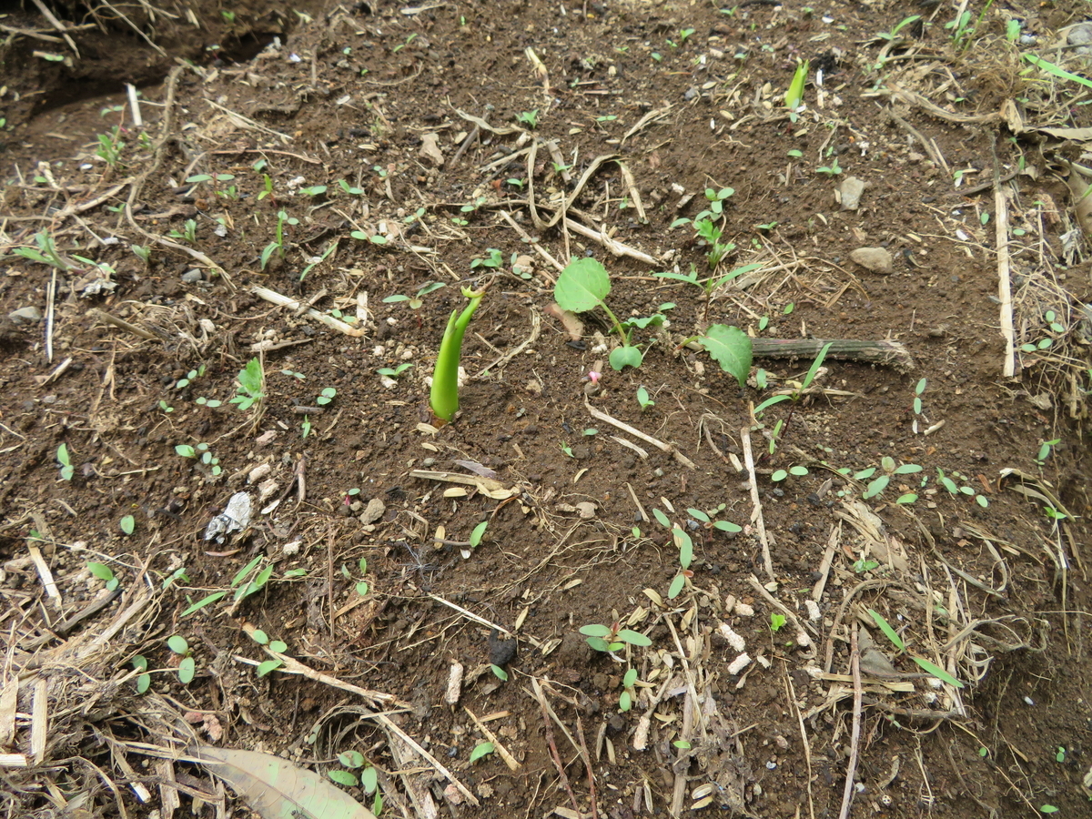 f:id:mouhatarakitakunai:20200523113645j:plain f:id:mouhatarakitakunai:20200523113645j:plain