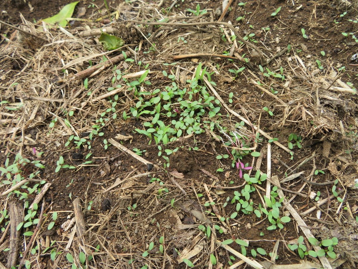 f:id:mouhatarakitakunai:20200523113708j:plain f:id:mouhatarakitakunai:20200523113708j:plain