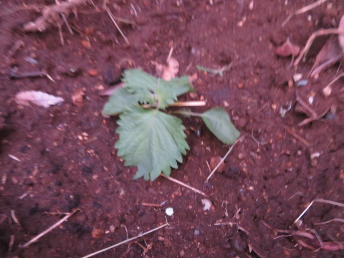 f:id:mouhatarakitakunai:20200530193914j:plain