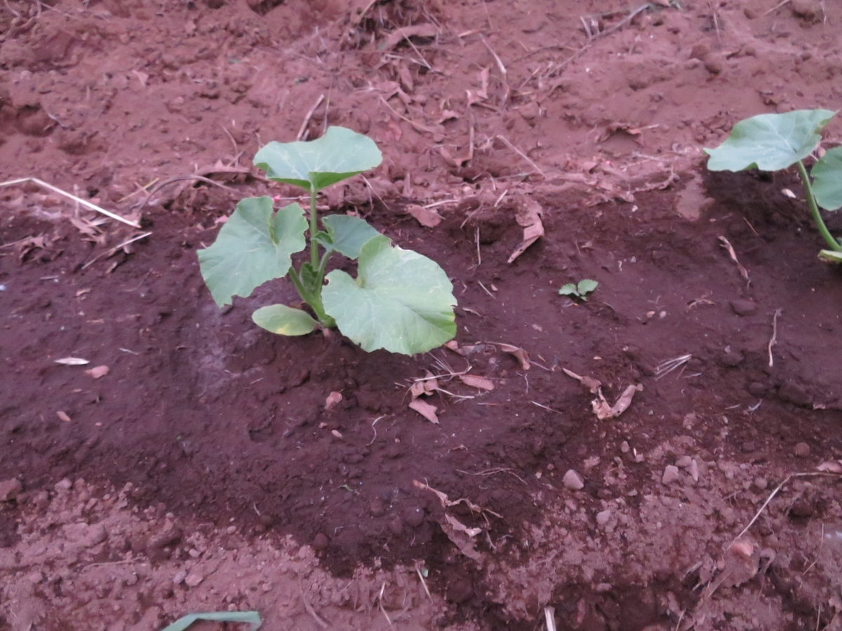 f:id:mouhatarakitakunai:20200530193946j:plain