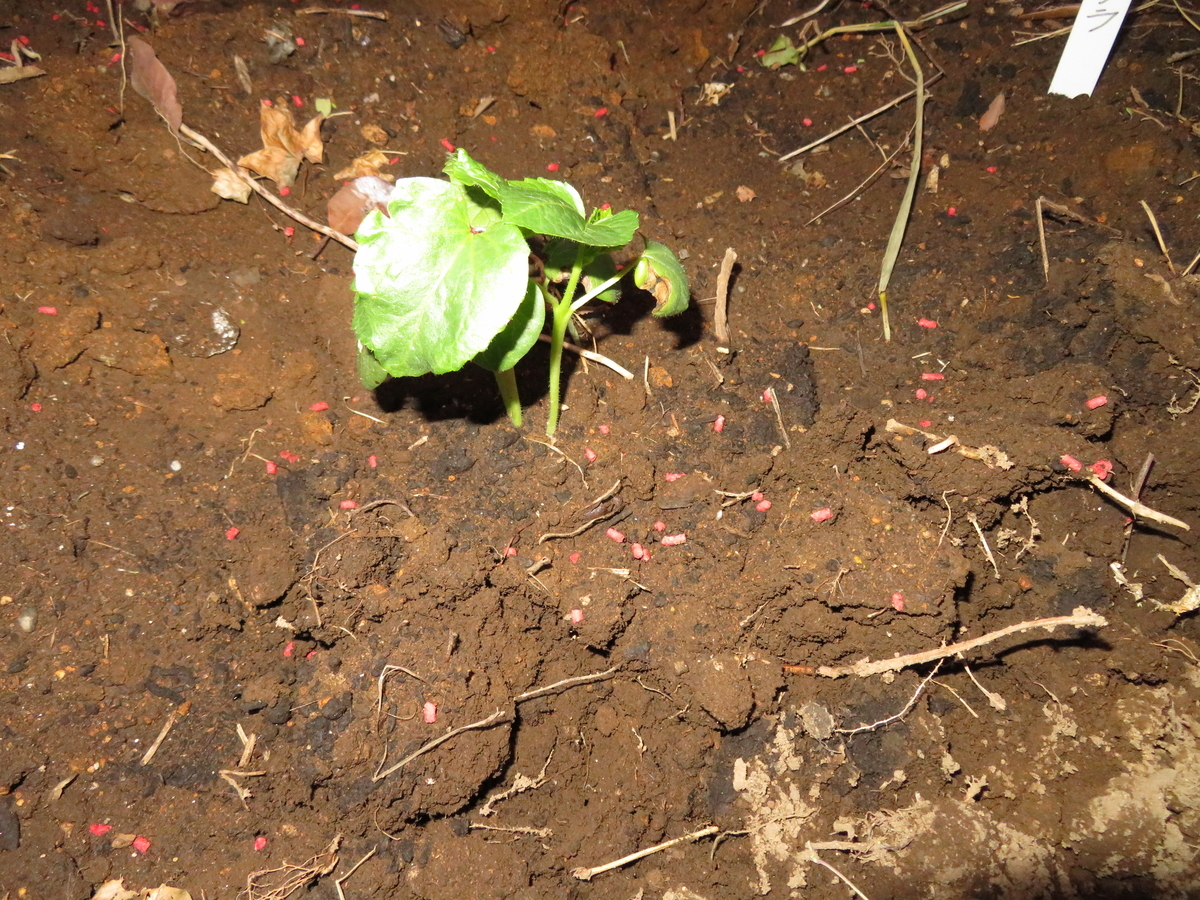 f:id:mouhatarakitakunai:20200530194053j:plain