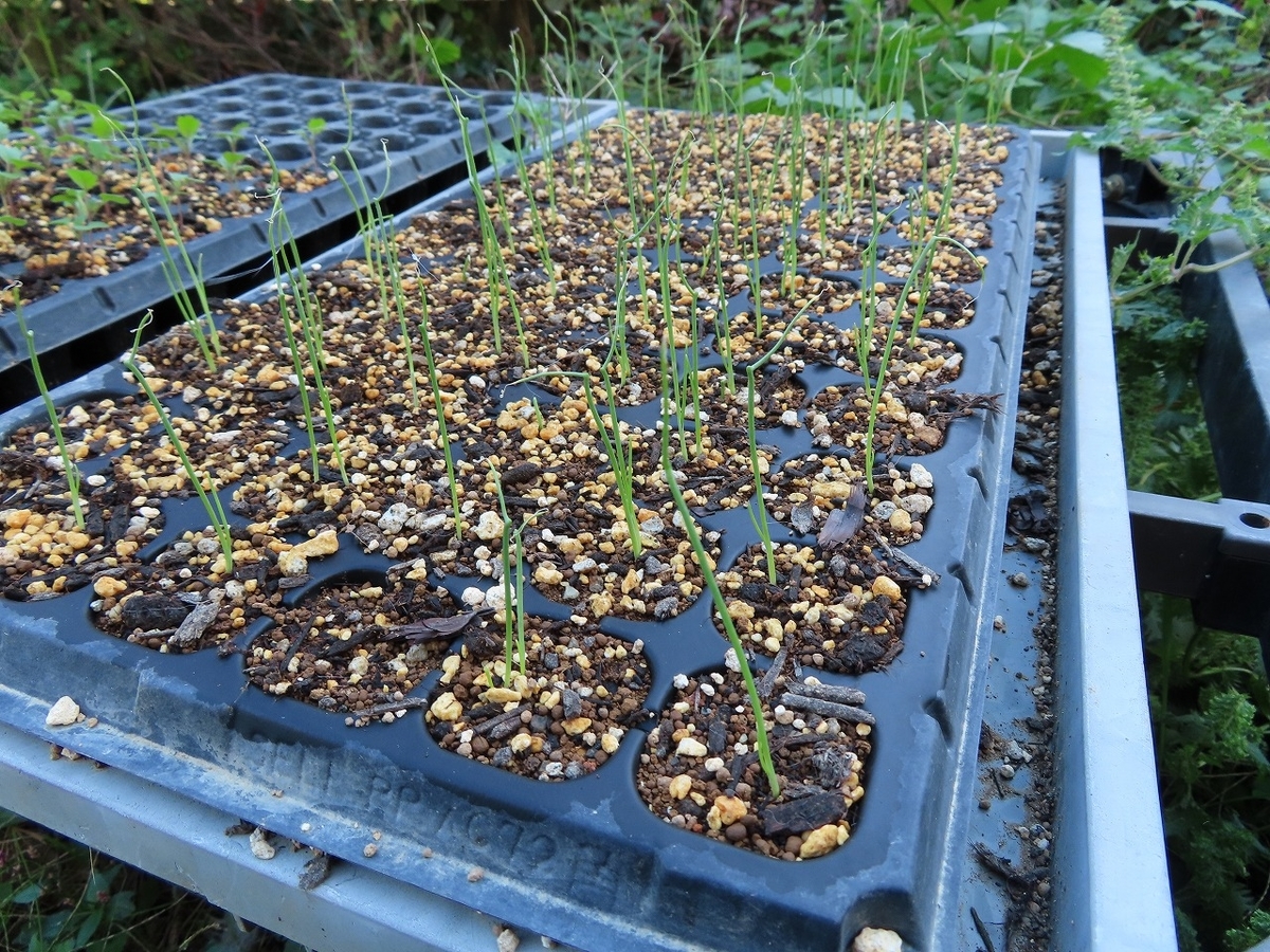 f:id:mouhatarakitakunai:20201024194954j:plain f:id:mouhatarakitakunai:20201024194954j:plain