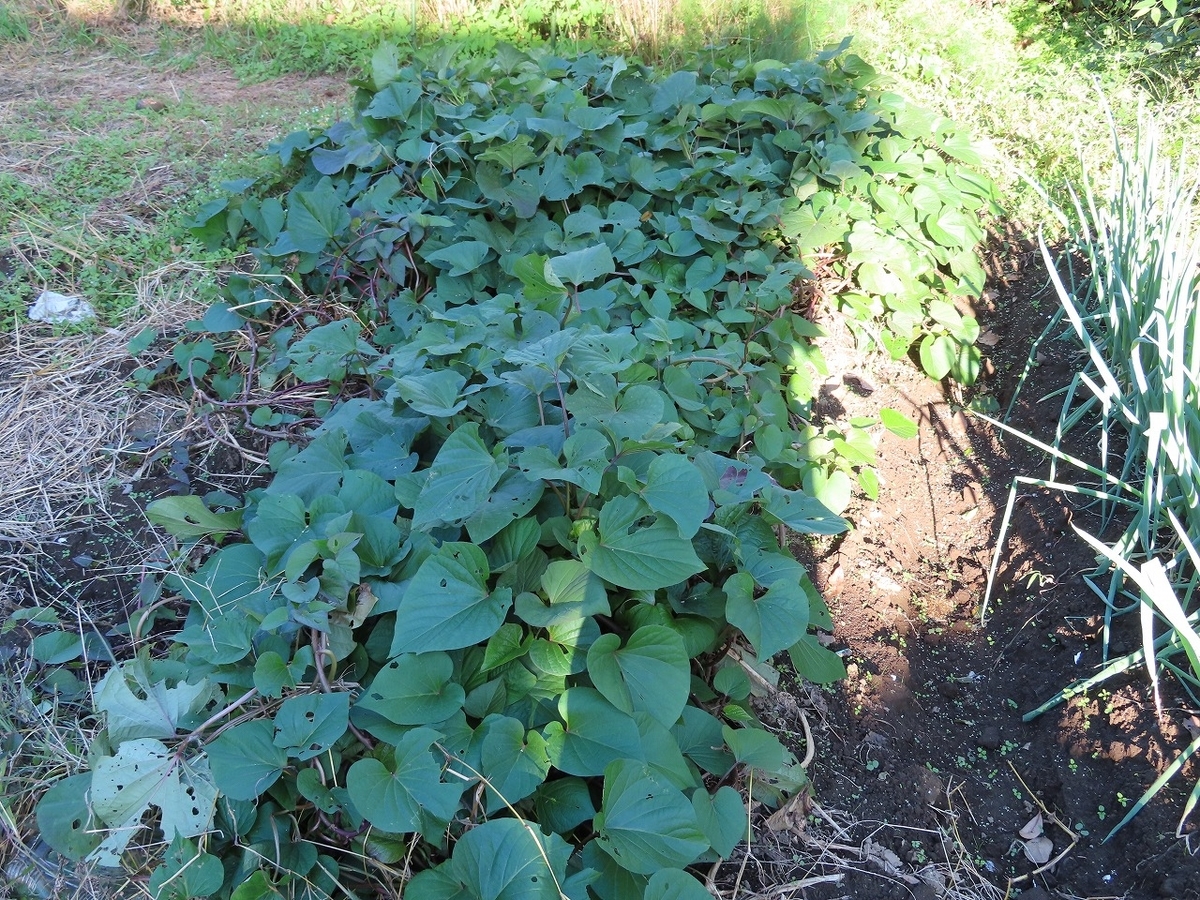 f:id:mouhatarakitakunai:20201024195004j:plain f:id:mouhatarakitakunai:20201024195004j:plain