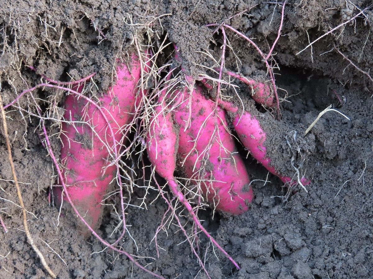 f:id:mouhatarakitakunai:20201024195007j:plain f:id:mouhatarakitakunai:20201024195007j:plain