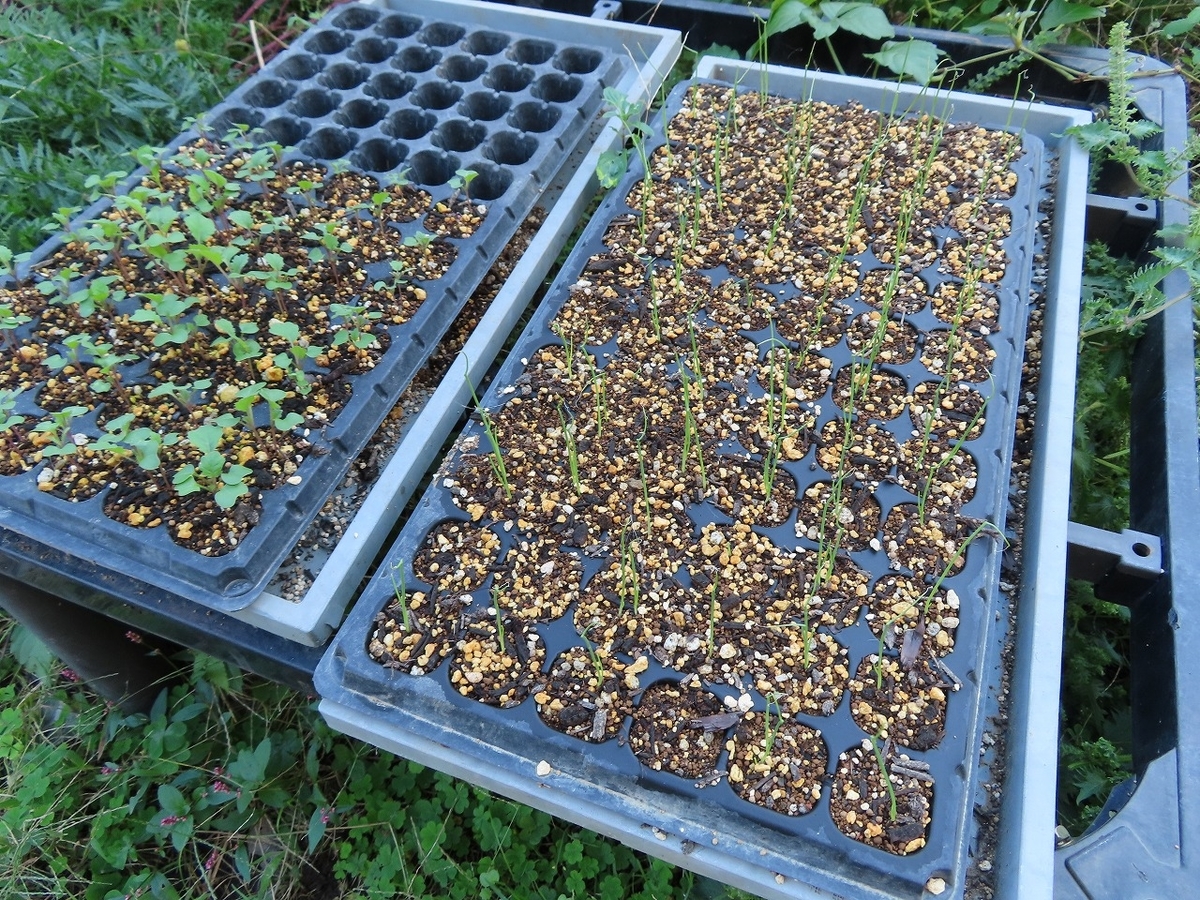 f:id:mouhatarakitakunai:20201024195011j:plain f:id:mouhatarakitakunai:20201024195011j:plain