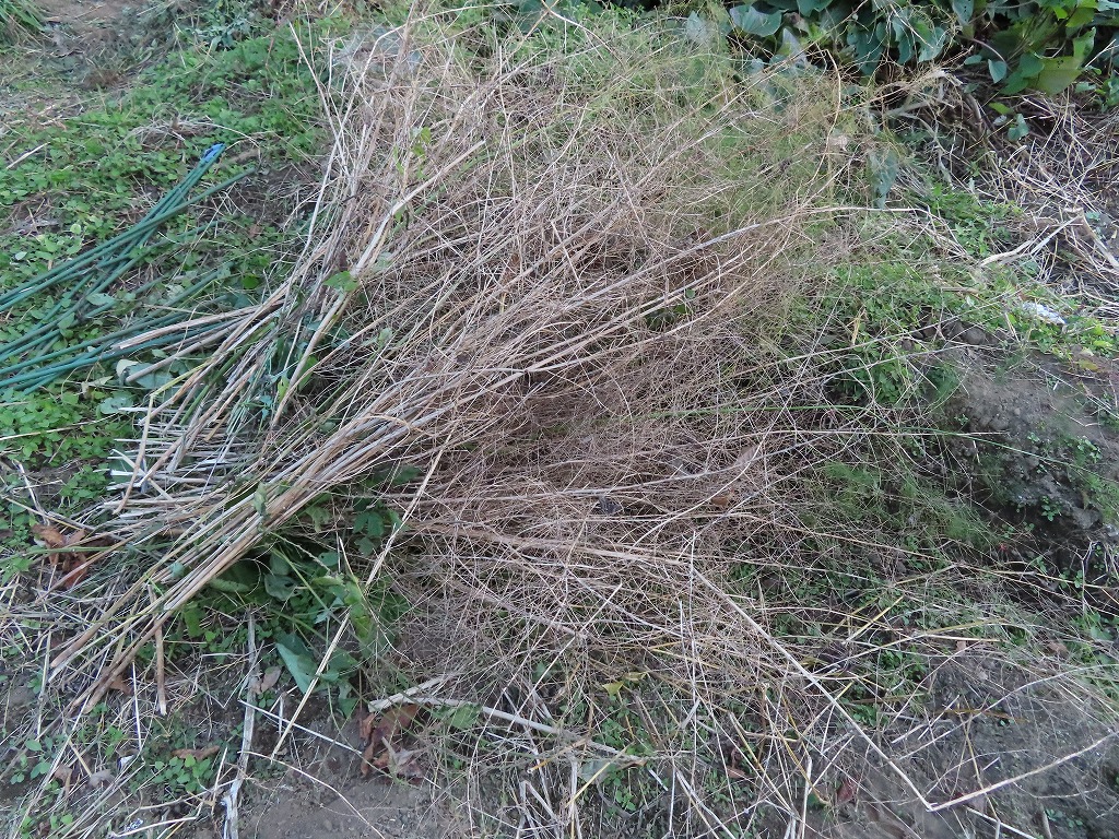f:id:mouhatarakitakunai:20201116220539j:plain