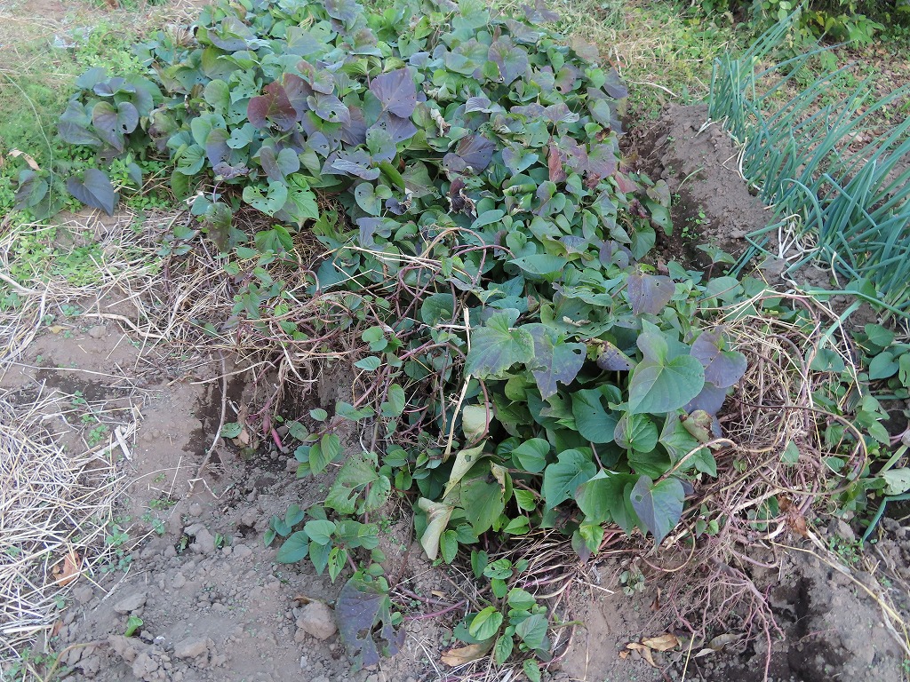 f:id:mouhatarakitakunai:20201116220620j:plain