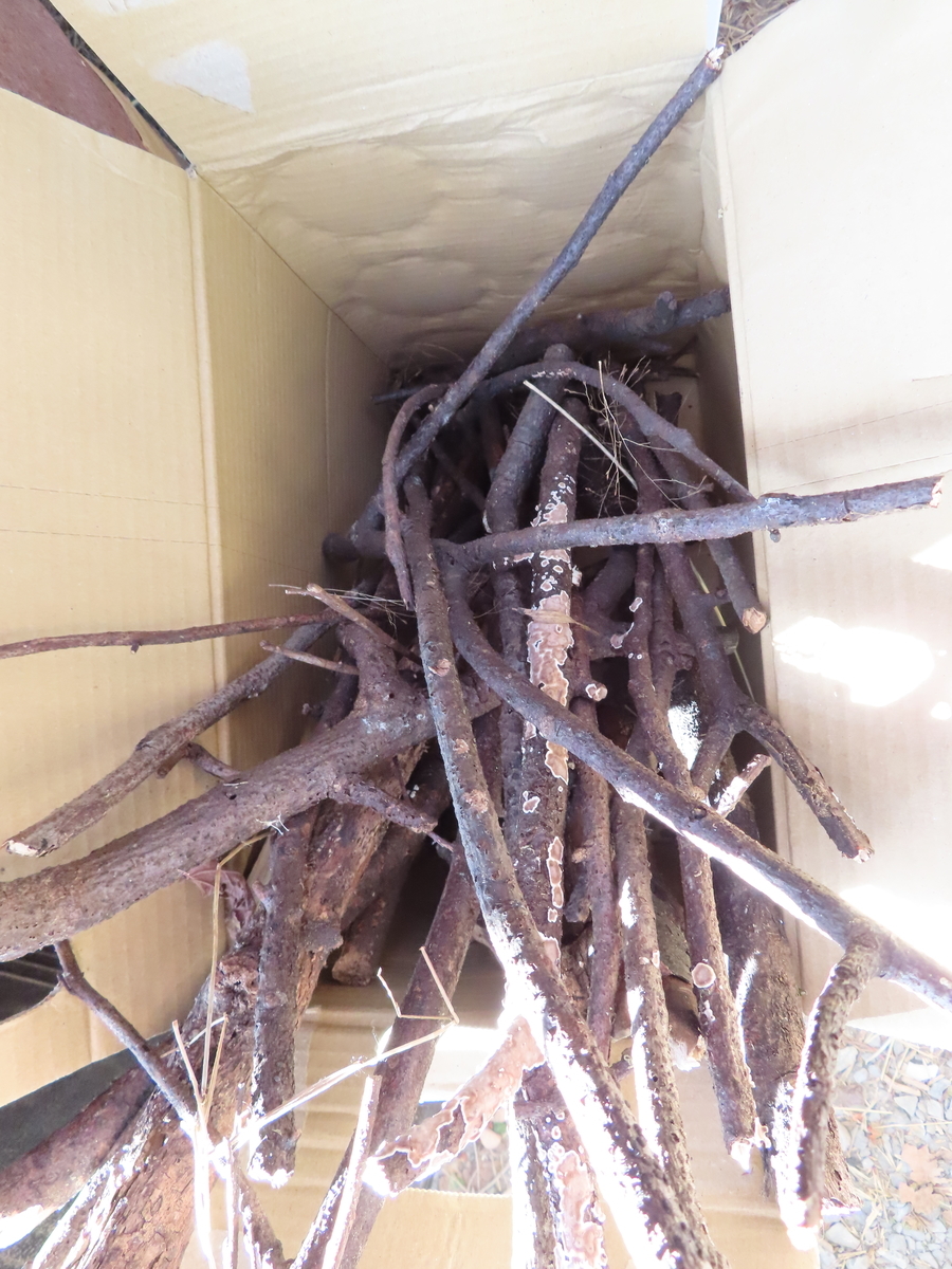 f:id:mouhatarakitakunai:20201219222228j:plain