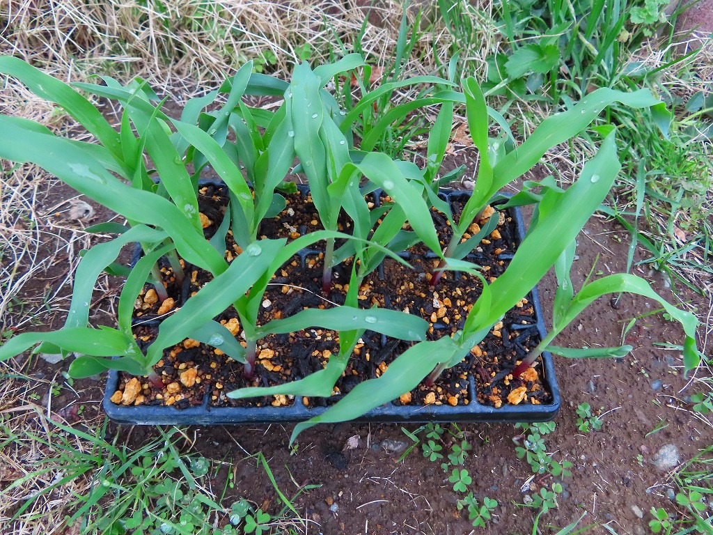 f:id:mouhatarakitakunai:20210403220656j:plain