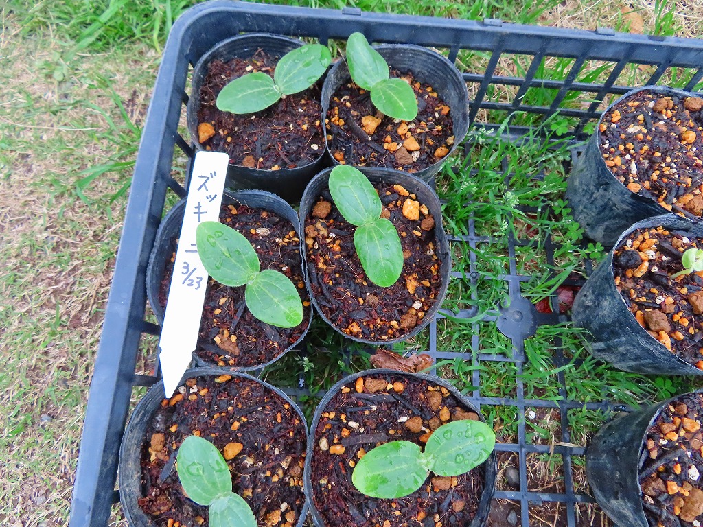 f:id:mouhatarakitakunai:20210403220659j:plain